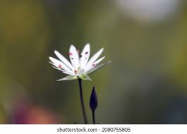 Attēlu rezultāti vaicājumam “Stellaria graminea flower”