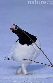 Attēlu rezultāti vaicājumam “Lagopus lagopus male”