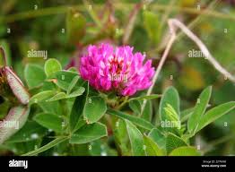 Attēlu rezultāti vaicājumam “Trifolium alpestre flower”