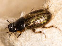 Attēlu rezultāti vaicājumam “Aphodius sp.”