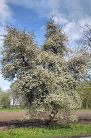 Attēlu rezultāti vaicājumam “Malus”