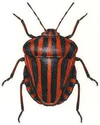 Attēlu rezultāti vaicājumam “Graphosoma lineatum imago”