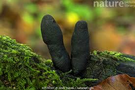 Attēlu rezultāti vaicājumam “Xylaria polymorpha”