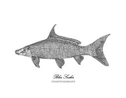 Image result for Cycleptus elongatus