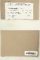 Attēlu rezultāti vaicājumam “Harpanthus flotovianus”