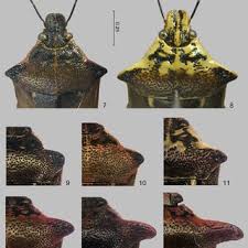 Attēlu rezultāti vaicājumam “Pinthaeus sanguinipes”