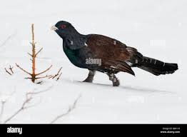 Attēlu rezultāti vaicājumam “Tetrao urogallus male”