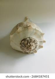 Image result for Sinistrofulgur perversum