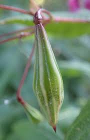 Attēlu rezultāti vaicājumam “Impatiens glandulifera fruit”
