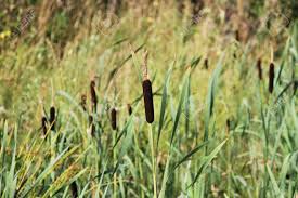 Attēlu rezultāti vaicājumam “Typhaceae”