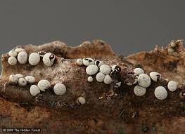 Attēlu rezultāti vaicājumam “Diderma simplex spores”