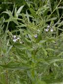 Attēlu rezultāti vaicājumam “Veronica anagallis-aquatica fruit”