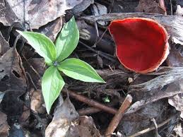 Attēlu rezultāti vaicājumam “Sarcoscypha austriaca”