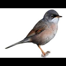 Attēlu rezultāti vaicājumam “Sylvia curruca adult”