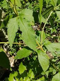 Attēlu rezultāti vaicājumam “Eupatorium cannabinum leaf”