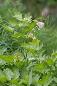Attēlu rezultāti vaicājumam “Actaea spicata flower”