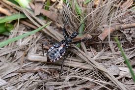 Attēlu rezultāti vaicājumam “Rhynocoris annulatus nymph”
