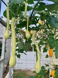 Image result for tromboncino