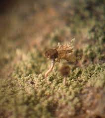 Attēlu rezultāti vaicājumam “Chaenotheca gracilenta”