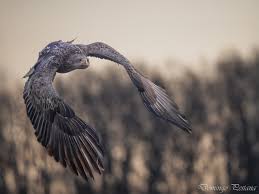 Attēlu rezultāti vaicājumam “Haliaeetus albicilla adult”