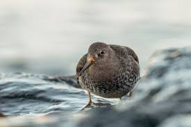 Attēlu rezultāti vaicājumam “Calidris maritima adult”