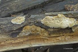 Attēlu rezultāti vaicājumam “Antrodia mellita”