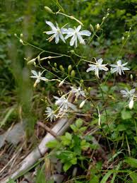 Attēlu rezultāti vaicājumam “Anthericum ramosum”