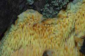 Attēlu rezultāti vaicājumam “Sarcodontia crocea”