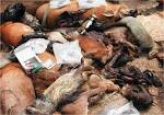Bushmeat Trade – Threat of Primate Extinction | Green Buzz
