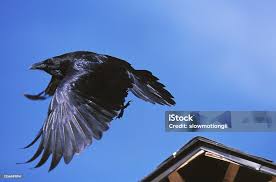 Attēlu rezultāti vaicājumam “Corvus corax adult”