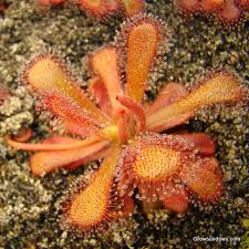 Attēlu rezultāti vaicājumam “Drosera anglica leaf”