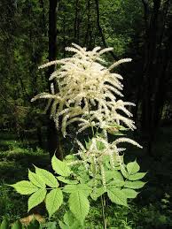 Image result for Aruncus dioicus