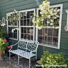 Attēlu rezultāti vaicājumam “Viburnum opulus flower”