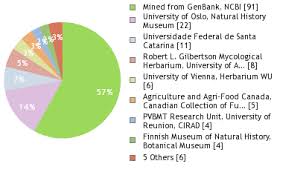 Attēlu rezultāti vaicājumam “Antrodia mellita”