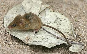 Attēlu rezultāti vaicājumam “Muridae”