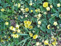 Attēlu rezultāti vaicājumam “xComagaria rosea  flower”