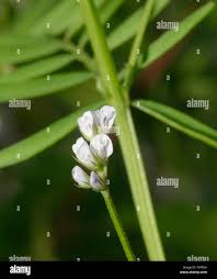 Attēlu rezultāti vaicājumam “Vicia hirsuta flower”
