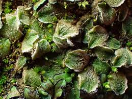 Attēlu rezultāti vaicājumam “Riccia bifurca”