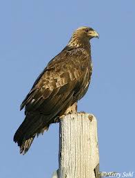 Attēlu rezultāti vaicājumam “Aquila chrysaetos adult”