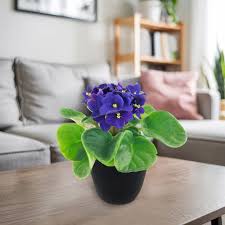 Image result for Saintpaulia ionantha Culitvar