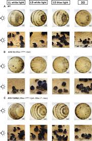 Attēlu rezultāti vaicājumam “Sordaria fimicola”
