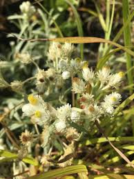 Attēlu rezultāti vaicājumam “Anaphalis margaritacea leaf”
