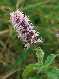 Attēlu rezultāti vaicājumam “Mentha longifolia flower”