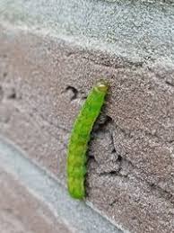 Attēlu rezultāti vaicājumam “Phlogophora meticulosa”