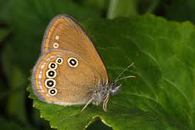 Attēlu rezultāti vaicājumam “Coenonympha hero underside”