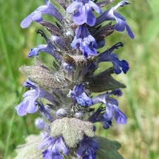 Attēlu rezultāti vaicājumam “Ajuga genevensis”