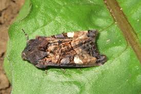 Attēlu rezultāti vaicājumam “Euplexia lucipara”