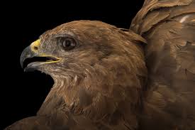 Attēlu rezultāti vaicājumam “Buteo buteo”