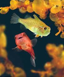 Image result for Cyclopterus lumpus