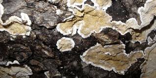 Attēlu rezultāti vaicājumam “Cystostereum murrayi”